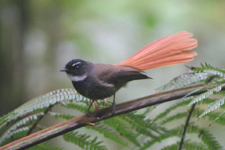 Roodstuitwaaierstaart - Rhipidura phoenicura